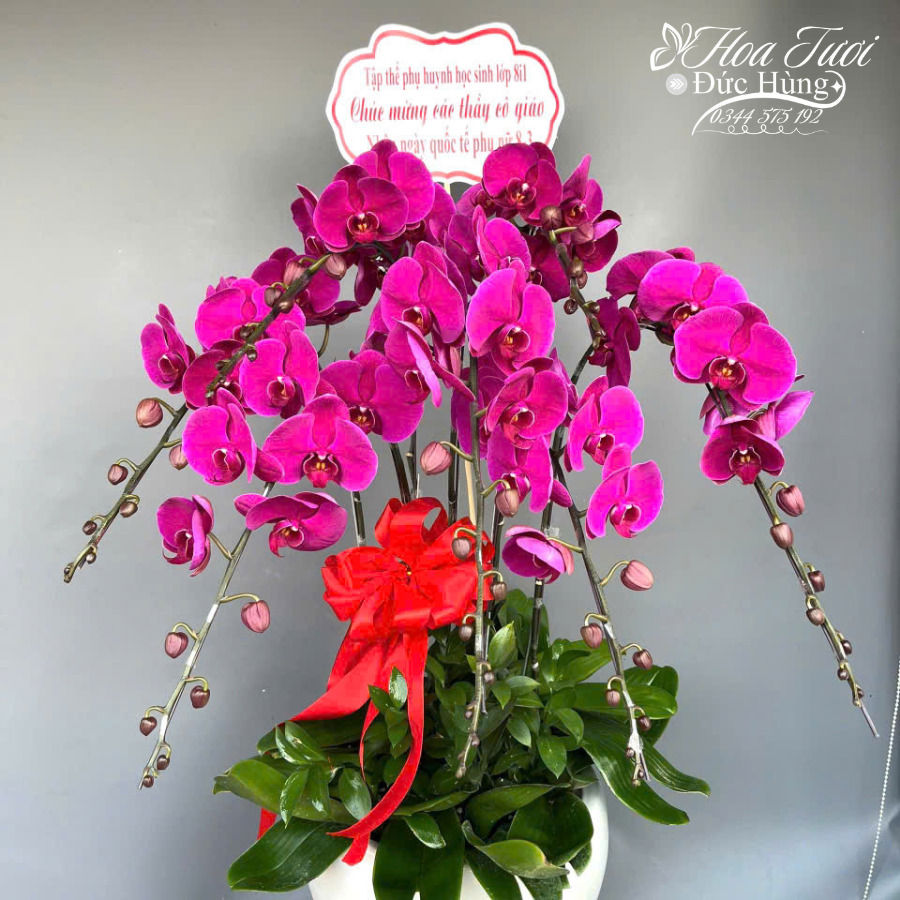 Chậu Lan Hồ Điệp 7 Cành